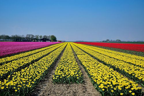 Roze, geel en rood