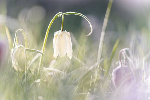 White lapwing flower in the morning sunlight on the IJssel