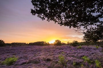 Zonsondergang op de paarse heidevelden! van Peter Haastrecht, van