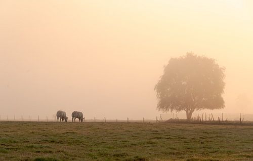 vroege ochtend in het dorp anseroeul
