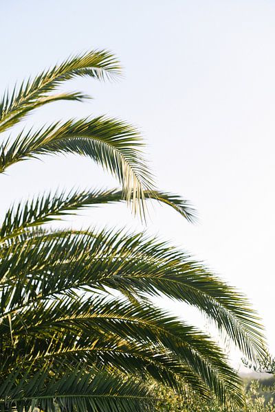 Palm leaves in the sun | Palm tree | Italy | Botanical print by Mirjam Broekhof