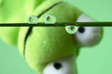 Vert Froggy, grenouille verte dans des gouttelettes d'eau sur Inge van den Brande