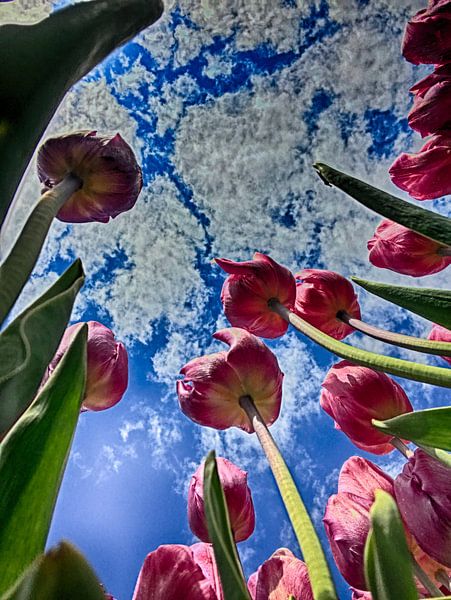 lucht van John Wieringa