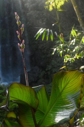 Nature with a waterfall in the background