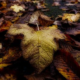 autumn angel van Ann Beckers