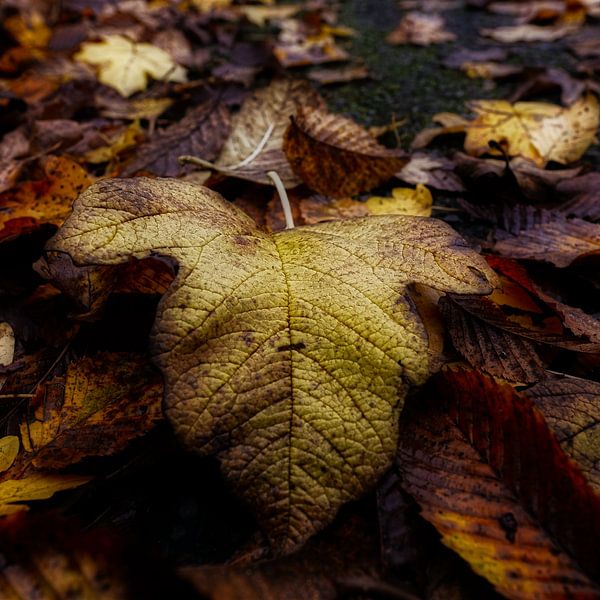 autumn angel von Ann Beckers
