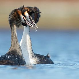 Grebe in love von Rob Kuiper