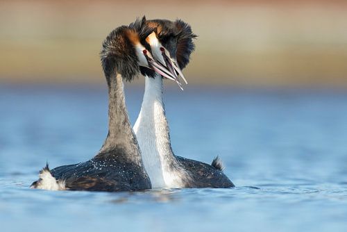 Grebe in love