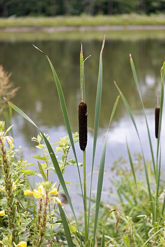 Diverse grassen en lisdodden langs de Donau
