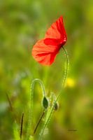 The Poppy's Salvation