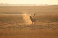 Red deer