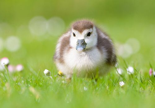 Bébé oie dans l'herbe