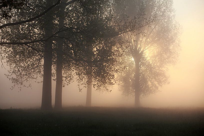 Sonnenaufgang mit Bäumen von Jana Behr