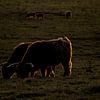 Schotse Hooglanders in avondlicht van Gert van Eck
