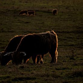 Schotse Hooglanders in avondlicht van Gert van Eck