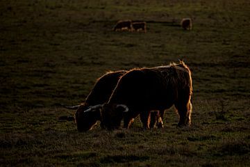 Schotse Hooglanders in avondlicht van Gert van Eck
