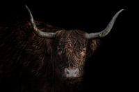 Schotse hooglander met donkere achtergrond in kleur