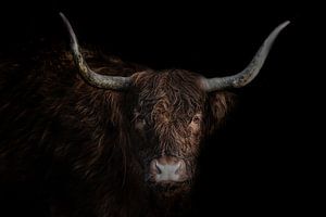 Schotse hooglander met donkere achtergrond in kleur van Steven Dijkshoorn