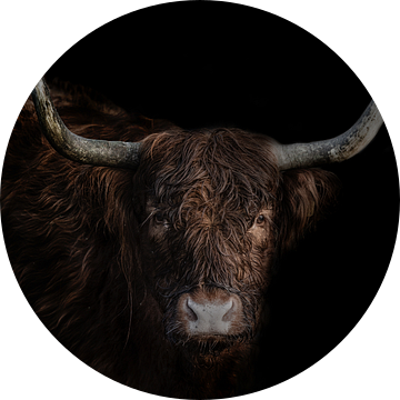 Schotse hooglander met donkere achtergrond in kleur van Steven Dijkshoorn