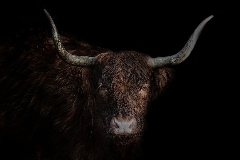 Highlander écossais avec fond sombre en couleur par Steven Dijkshoorn