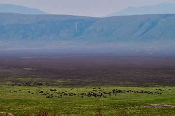 Uitzicht op de Ngorongoro krater van Jeremy Duvekot