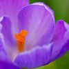 Macro d'un crocus sur Ilya Korzelius