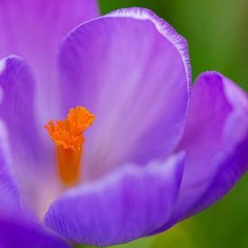 Makroaufnahme einer Krokusblüte von Ilya Korzelius