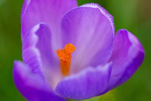 Makroaufnahme einer Krokusblüte