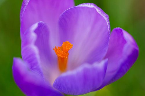 Macro van een krokus van Ilya Korzelius