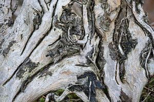 Abstrakt im Baum
