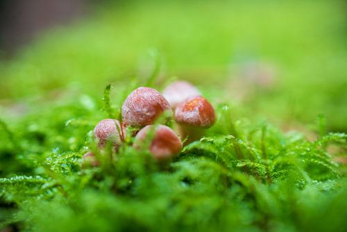 Paddenstoelen Rhenen