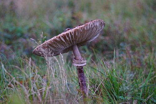 Mushroom at sunrise in autumn.