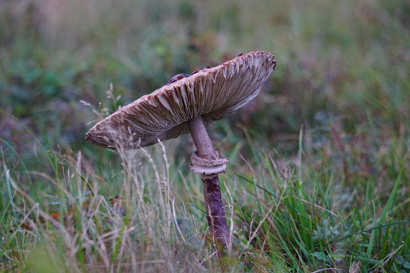 Champignon au lever du soleil en automne. par Sharon Steen Redeker