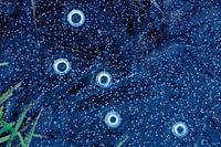 Air bubbles in ice
