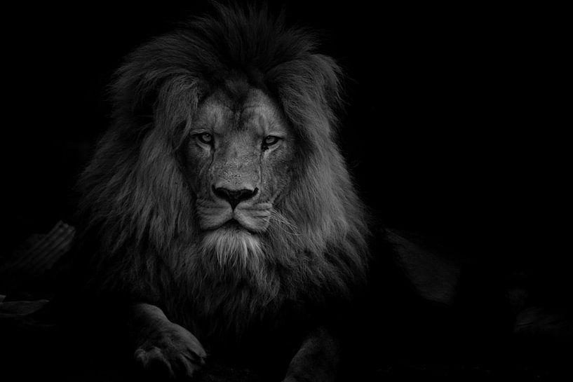 Porträt des majestätischen Löwen - Schwarz und Weiß von Jesper Stegers