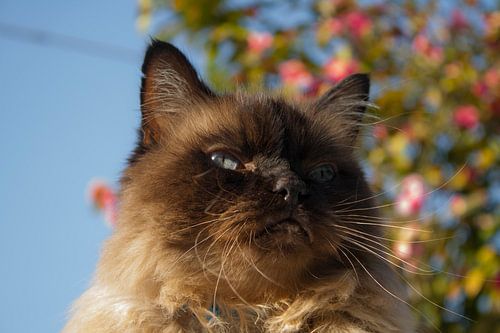 kat gismo