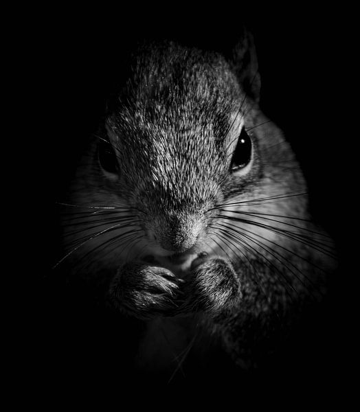 Serie Eekhoorn van Lens_en_Dier/Vizier Fotografie
