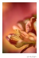 Flower Wisdom