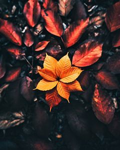 Herbststimmung