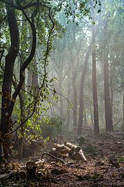 misty forest by Henri Boer Fotografie