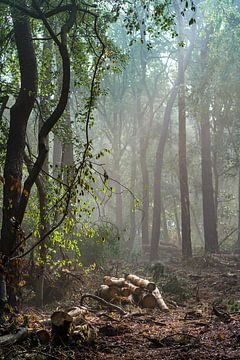 mistig bos van Henri Boer Fotografie