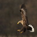 Landing White-tailed Eagle! van Robert Kok thumbnail