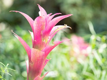 Roze bloem in groen veld. van Mariëtte Plat