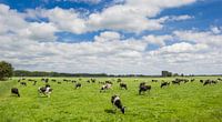 Een kudde koeien staat in het landschap van Groningen van Marc Venema thumbnail