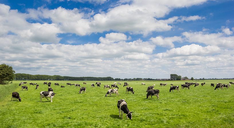 Een kudde koeien staat in het landschap van Groningen van Marc Venema