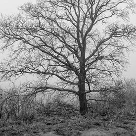 Un arbre dans la brume sur Westerhof.JPG