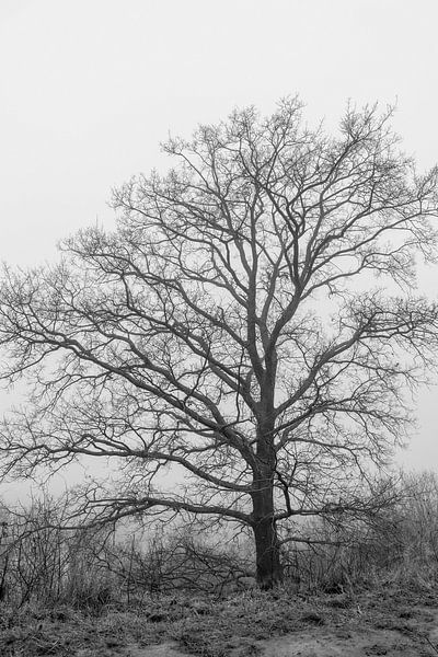 Un arbre dans la brume par Westerhof.JPG