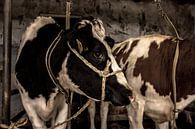 cows in old barn by Inge Jansen thumbnail