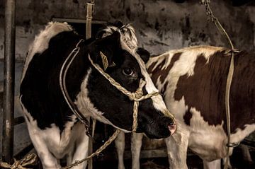 vaches dans une vieille grange