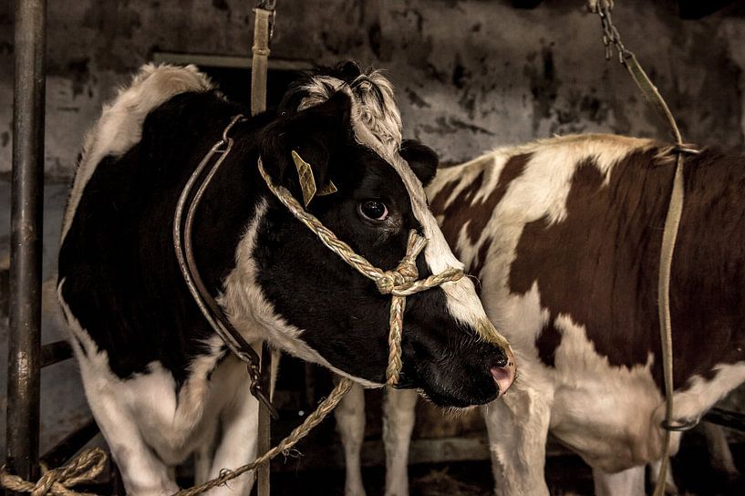 vaches dans une vieille grange par Inge Jansen